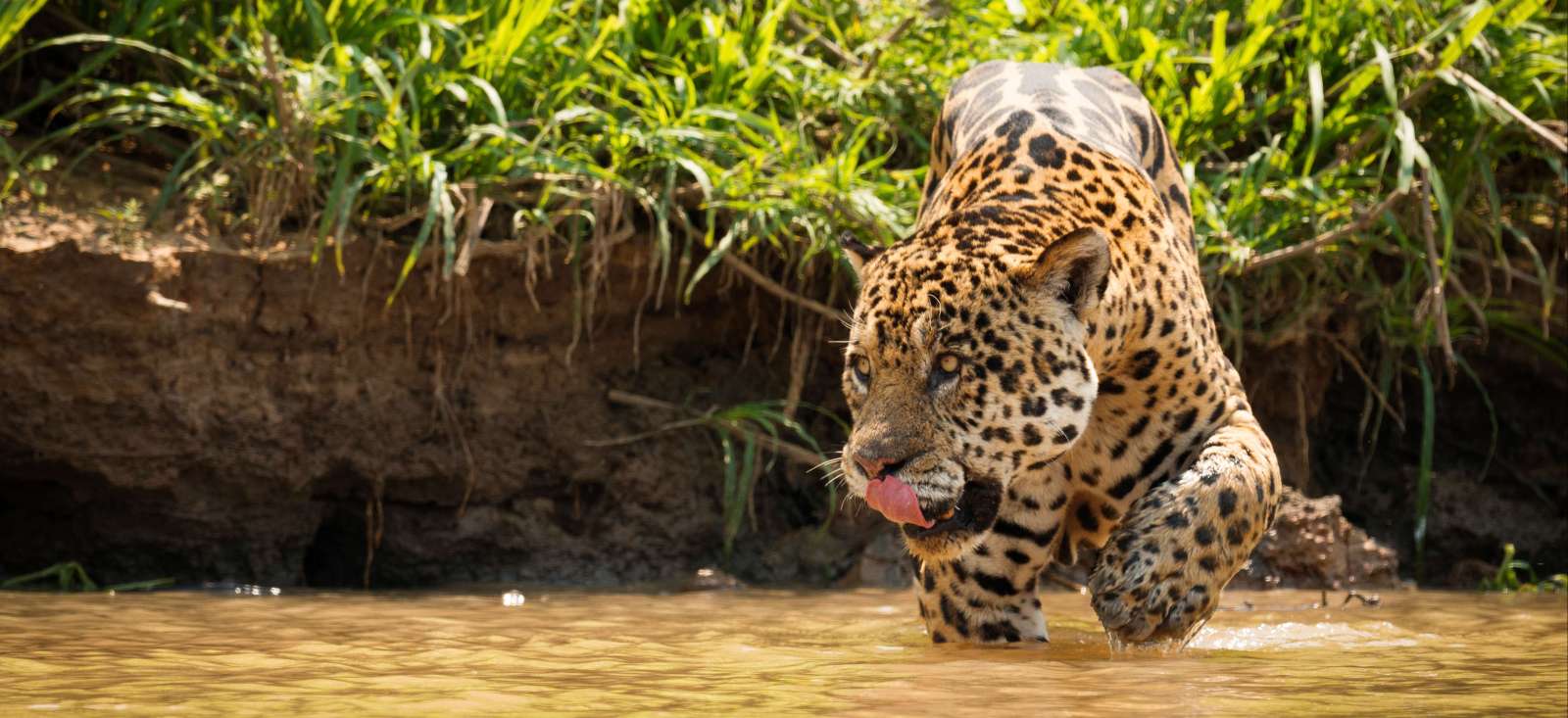 Image Sur la trace du Jaguar