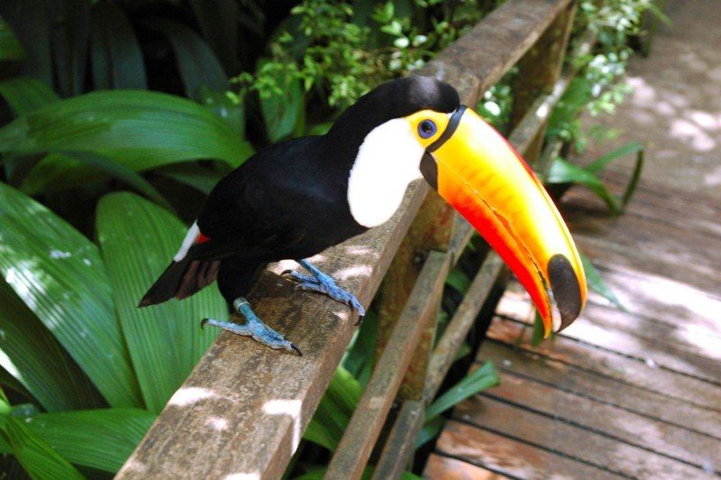 Parque das Aves - Iguaçu - Brésil