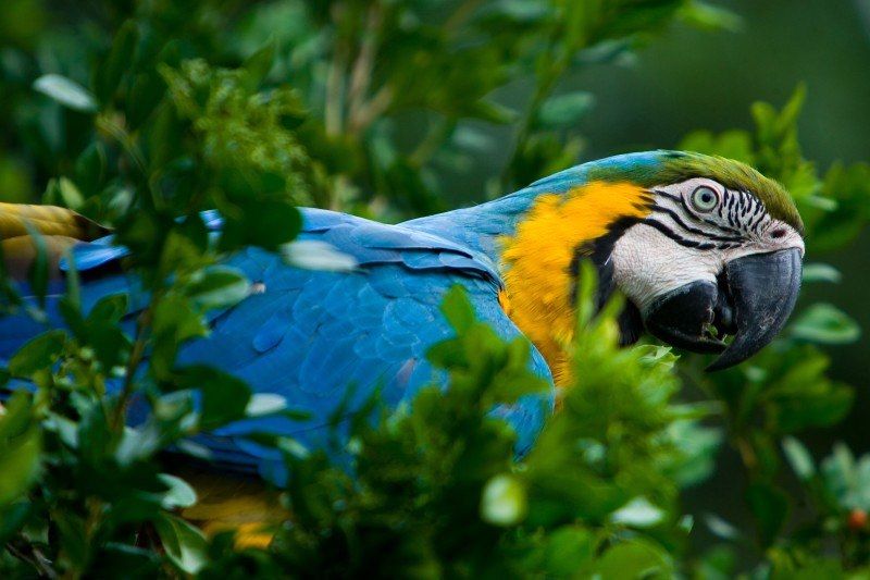 Parque das Aves - Iguaçu - Brésil