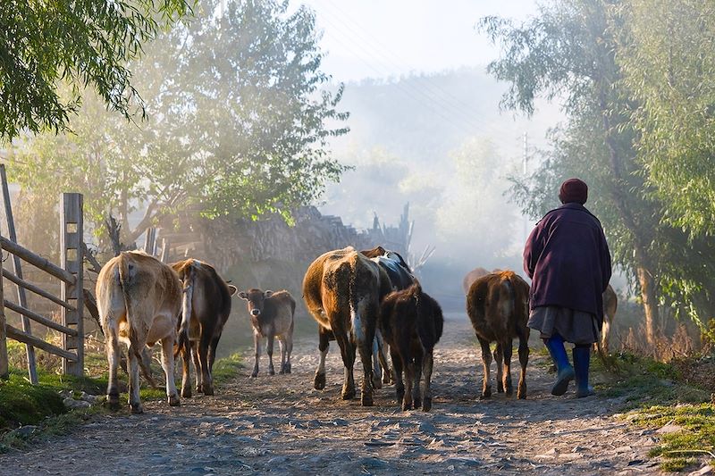 Trek sur le Trans Bhutan Trail dans les pas des anciens pèlerins et caravanes à travers une biodiversité exceptionnelle