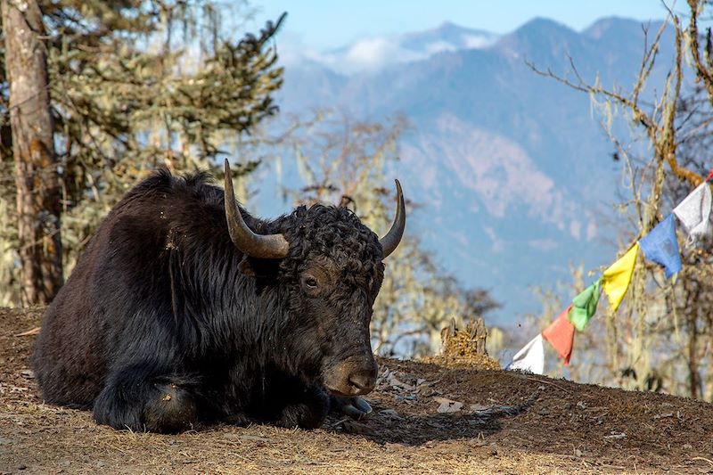 Trek sur le Trans Bhutan Trail dans les pas des anciens pèlerins et caravanes à travers une biodiversité exceptionnelle