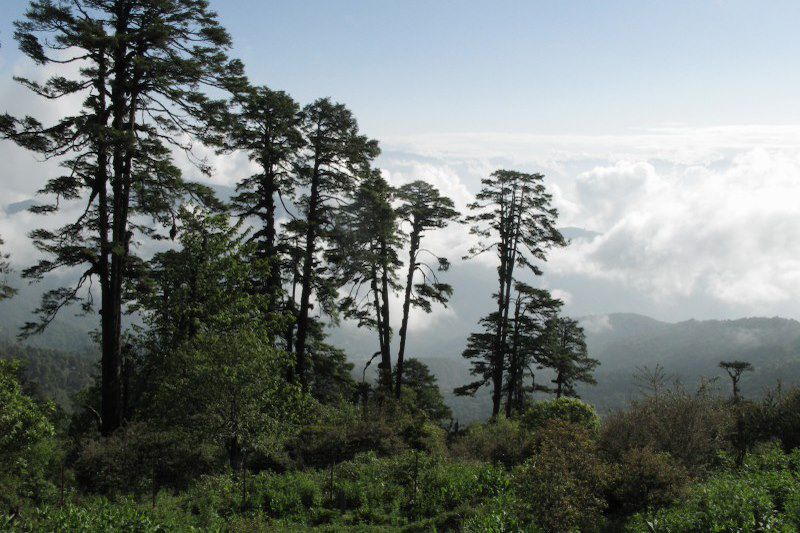 De Thimphu à Gangtey - Bhutan