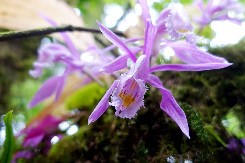 Fleur vers Tshoka - Sikkim - Inde