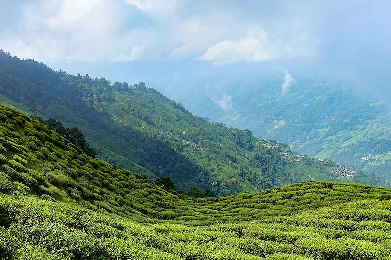Environs de Darjeeling - Bengale-Occidental - Inde