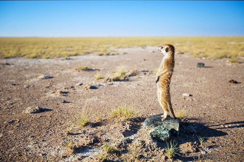 Suricate - Botswana