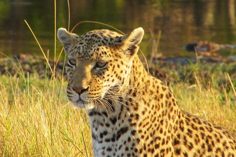 Aventure au fil de l'Okavango