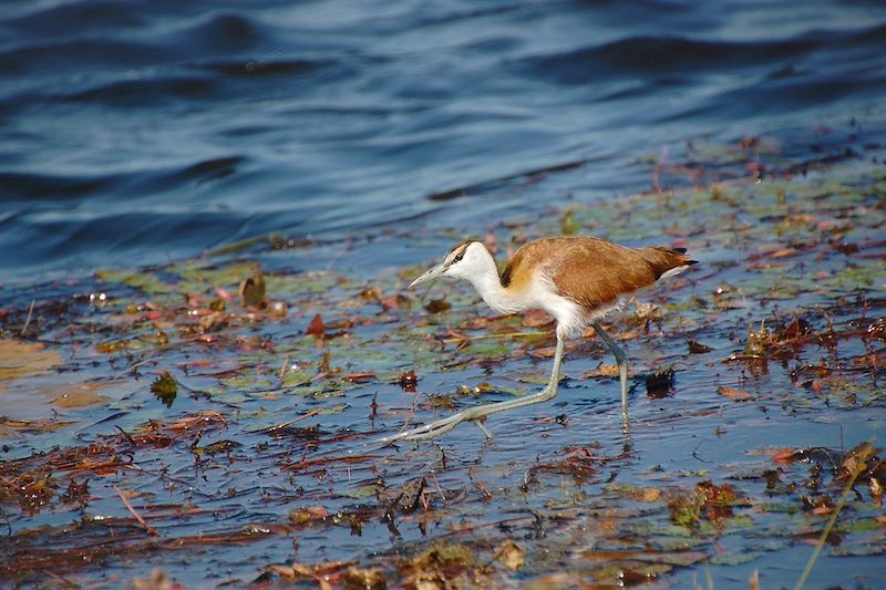 Aventure au fil de l'Okavango