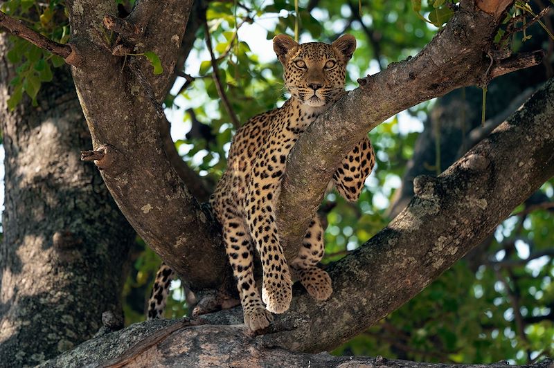 Femelle léopard sur une branche dans le Moremi Game Reserve - Botswana