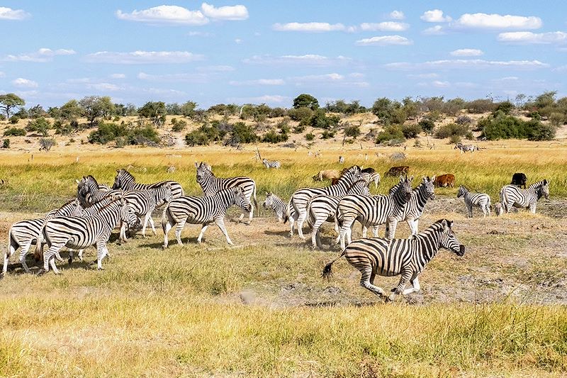 Aventure au fil de l'Okavango