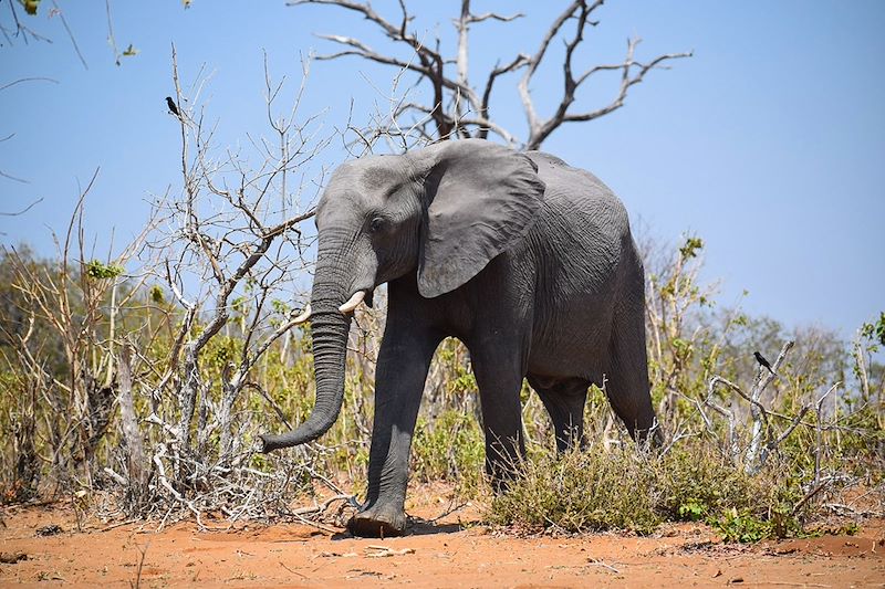 Parc national de Chobe - Botswana