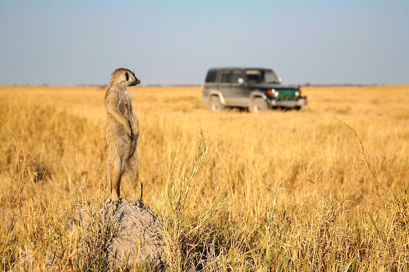 Suricate et 4x4 - Botswana