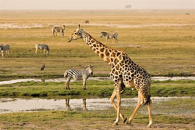 Safaris d'Afrique australe ! 4