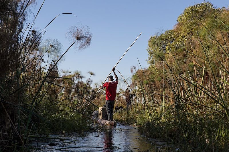 En mokoro dans les Cyperus Papyrus de l'Okavango - Botswana