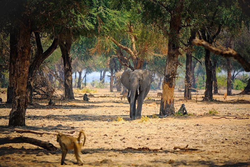 Éléphant - Lower Zambezi National Park - Zambie
