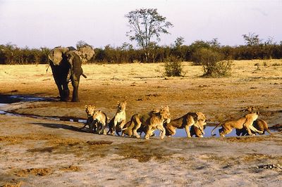Paradis des animaux ! 4