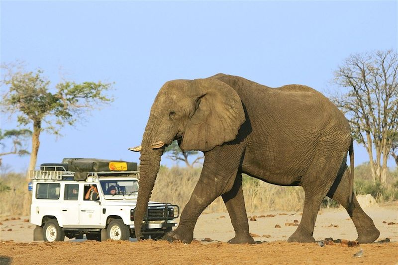 Éléphant de savane d'Afrique - Parc National de Chobe