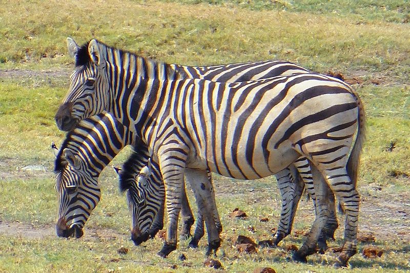 Voyage Safari Botswana : Paradis des animaux ! - Nomade Aventure