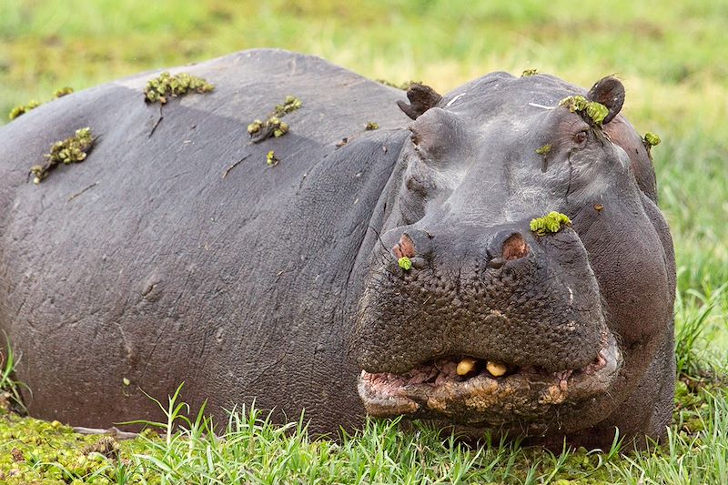 Paradis des animaux !