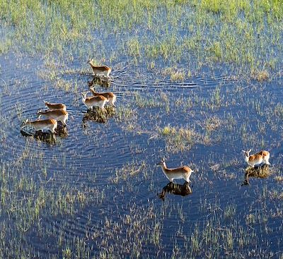 Circuits en petit groupe Botswana