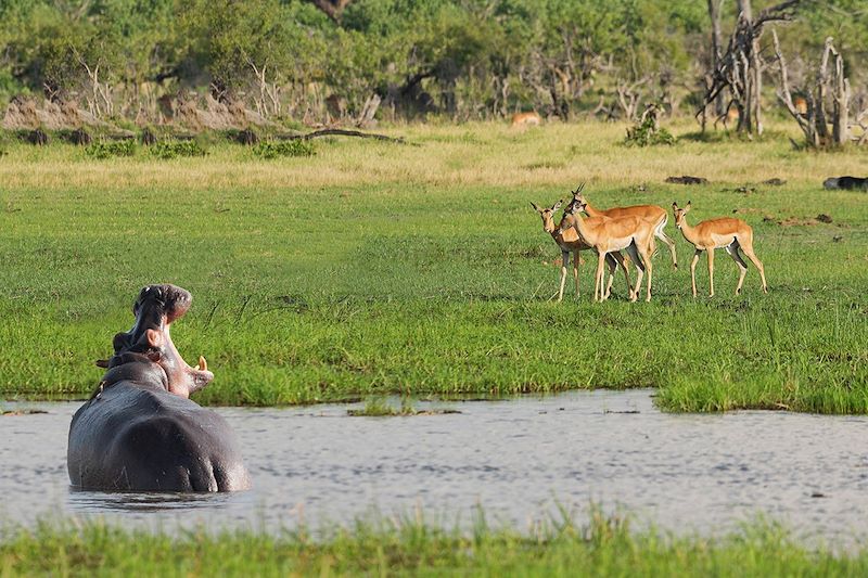 Hippopotame et antilopes au Botswana