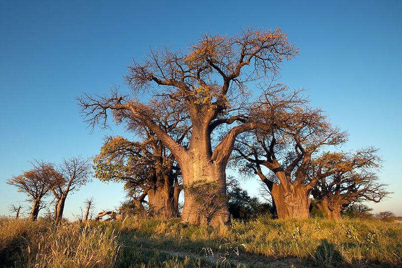 Baines' Baobabs - Nxai Pan National Park - Botswana