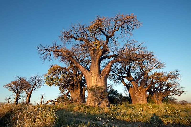 Baines' Baobabs - Nxai Pan National Park - Botswana