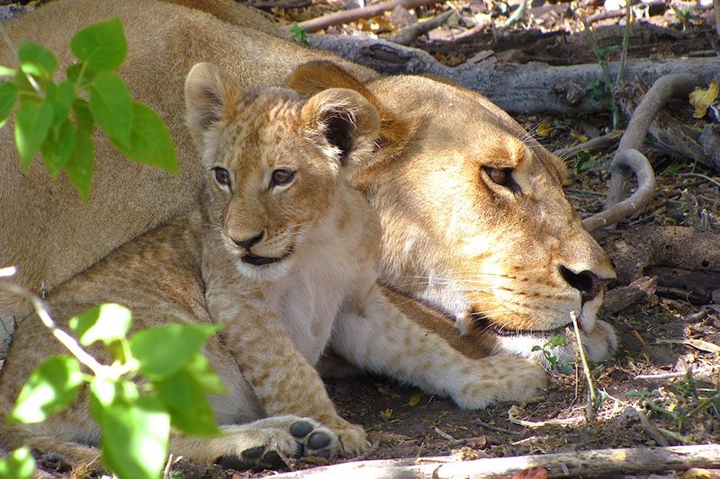 Lionceau et sa mère - Botswana