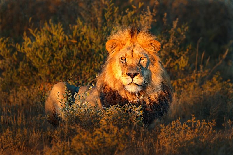 Lion au Botswana