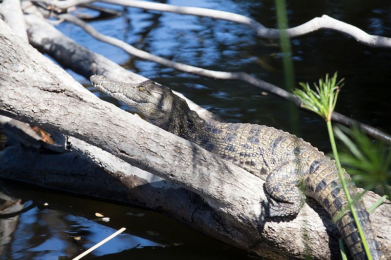 Crocodile dans les Cyperus Papyrus de l'Okavango - Botswana