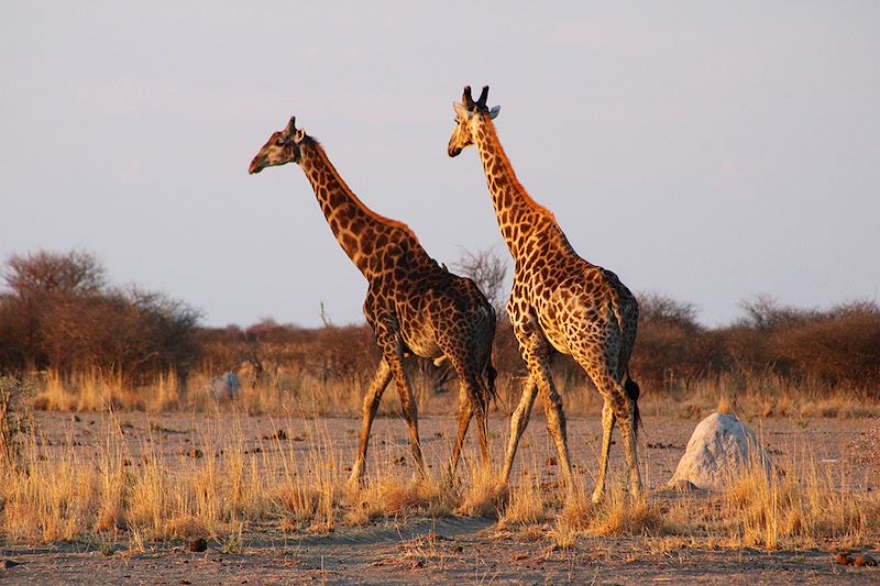 Girafes au Parc national de Nxai Pan - Botswana