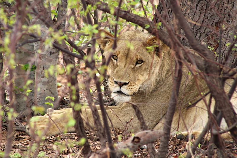 Lion au Parc national de Chobe (Nord) - Botswana