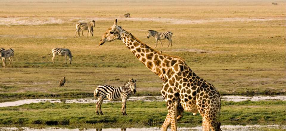 Circuit safari au Botswana en camp exclusif au cœur des parcs: Delta de l’Okavango, Morémi, Khwai et Chobe et chutes Victoria