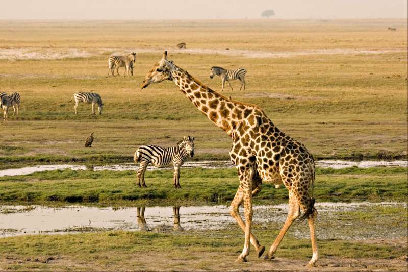 Image Un concentré de safari !