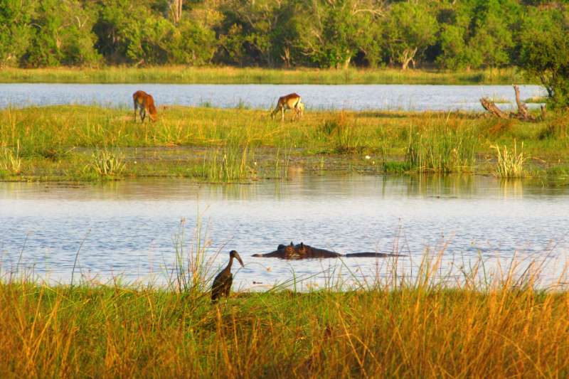 Ma p'tite cabane sur l'Okavango