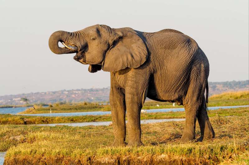 Éléphant au bord du canal de Savuti - Parc national de Chobe - Botswana