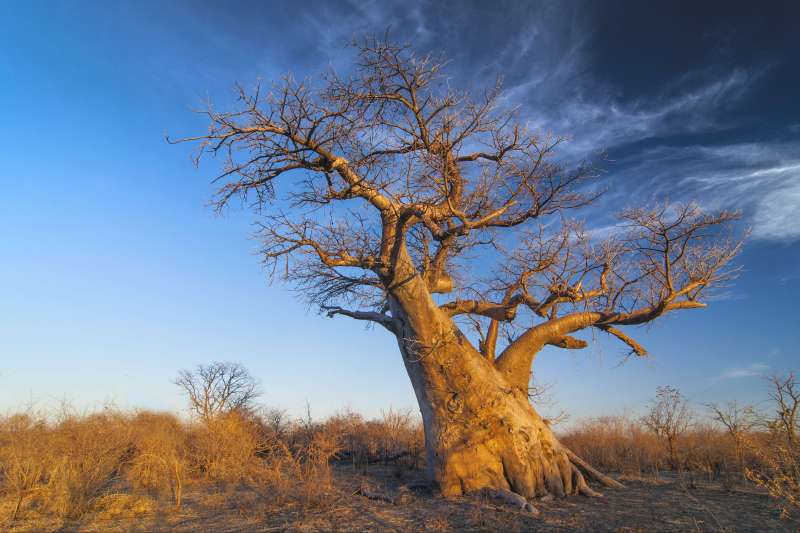 Baobab à Makgadigadi Pans près de Gweta - Botswana
