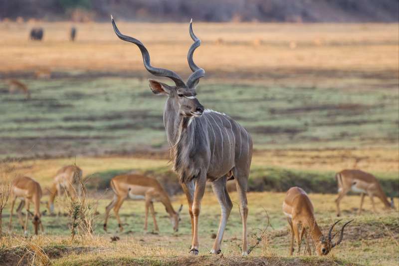 Parc national de Luangwa Sud - Zambie