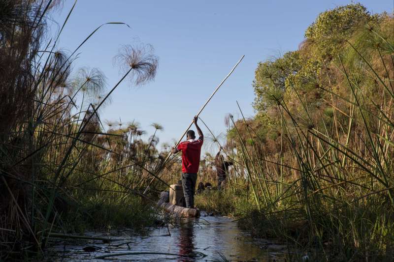En mokoro dans les Cyperus Papyrus de l'Okavango - Botswana