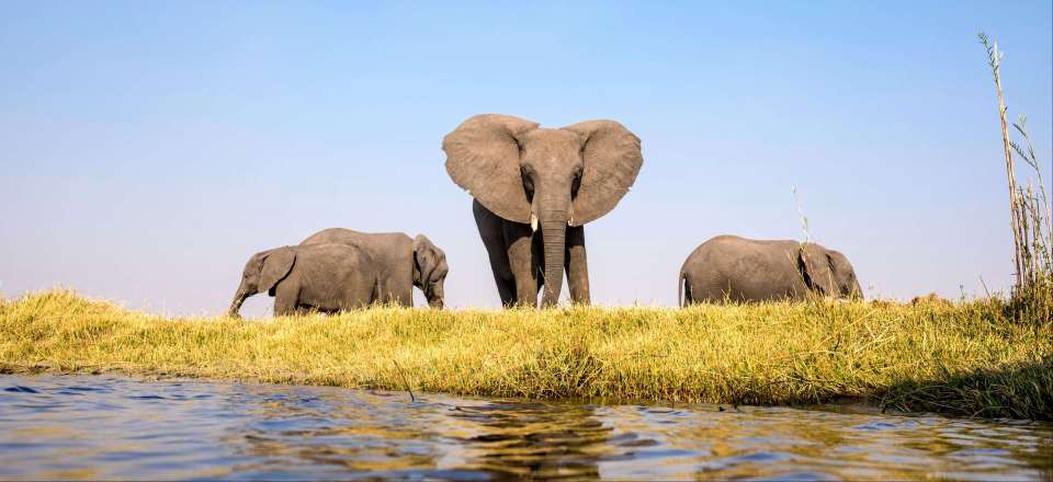 Les plus beaux parcs animaliers en Zambie, Botswana, Zimbabwe : South Luangwa, Lower Zambezi, Kafue,Chobe, Okavango, Hwange