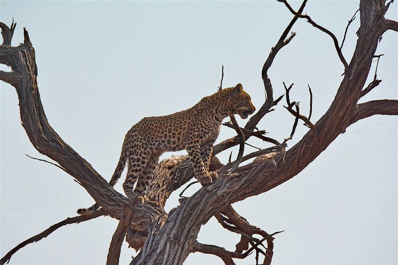 Réserve de Morémi - Rivière Kwai - Botswana