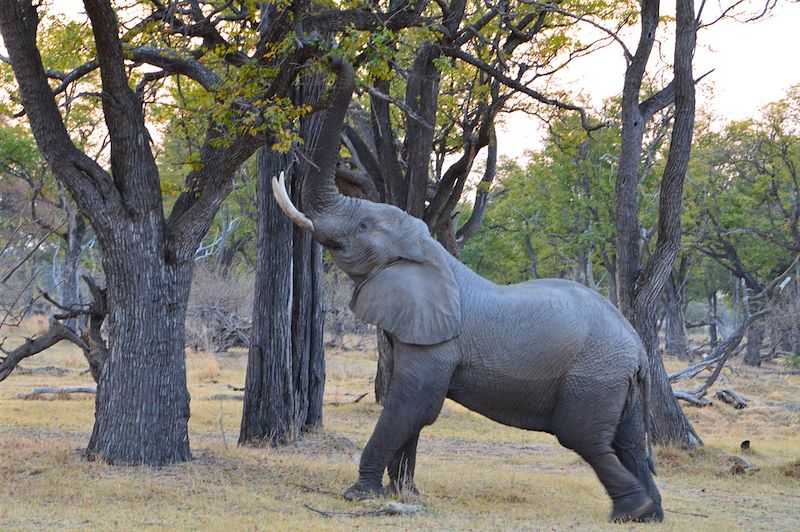 Éléphant - Botswana