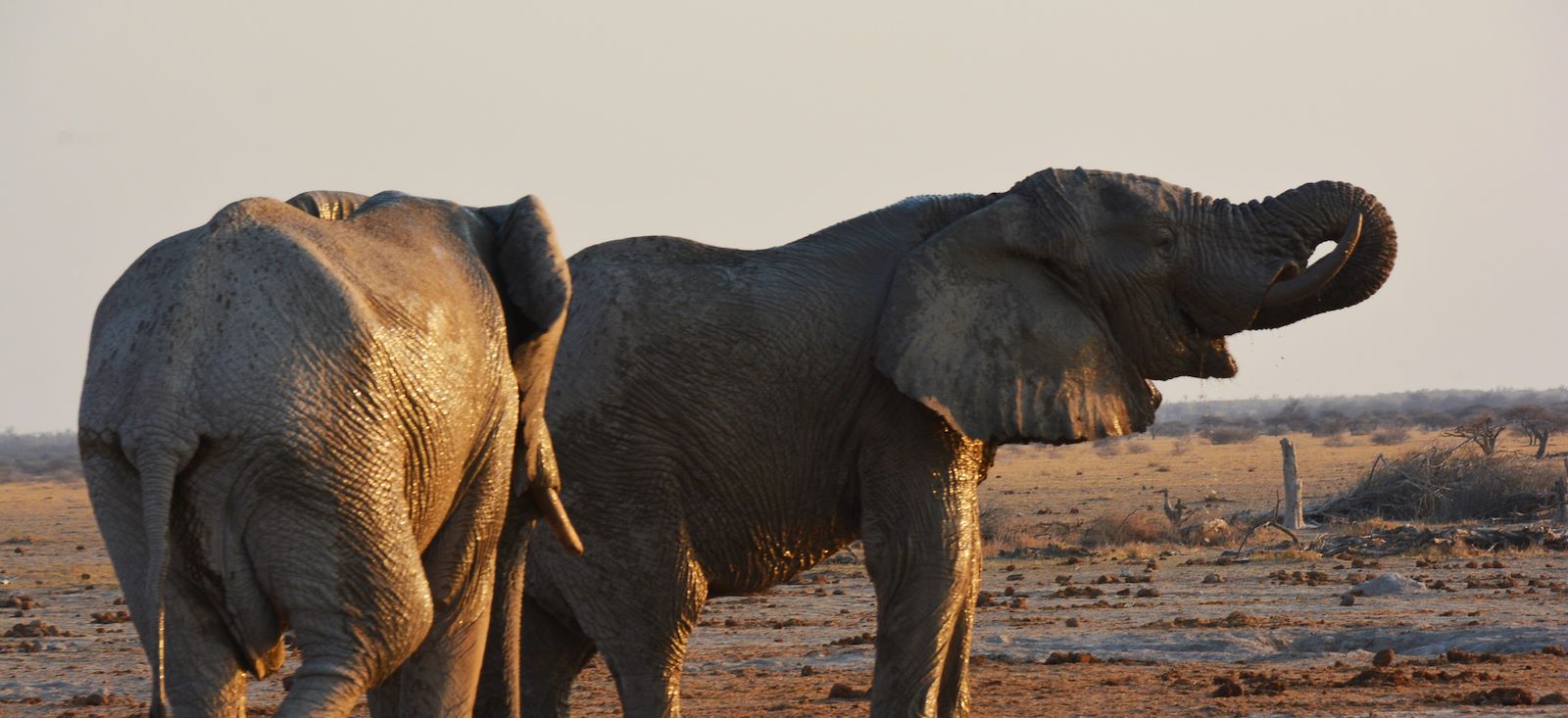 Voyage avec des animaux : Botswana : Au temps des explorateurs !