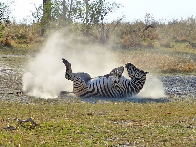 Zèbre - Botswana