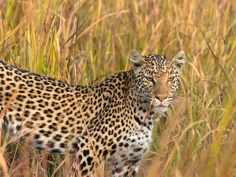 Léopard - Botswana