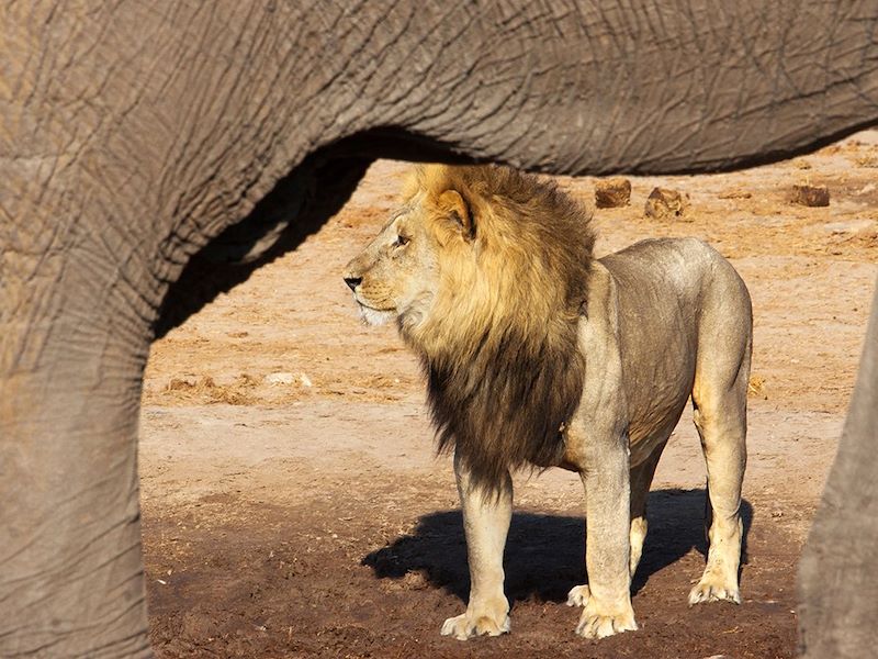 Lion - Botswana