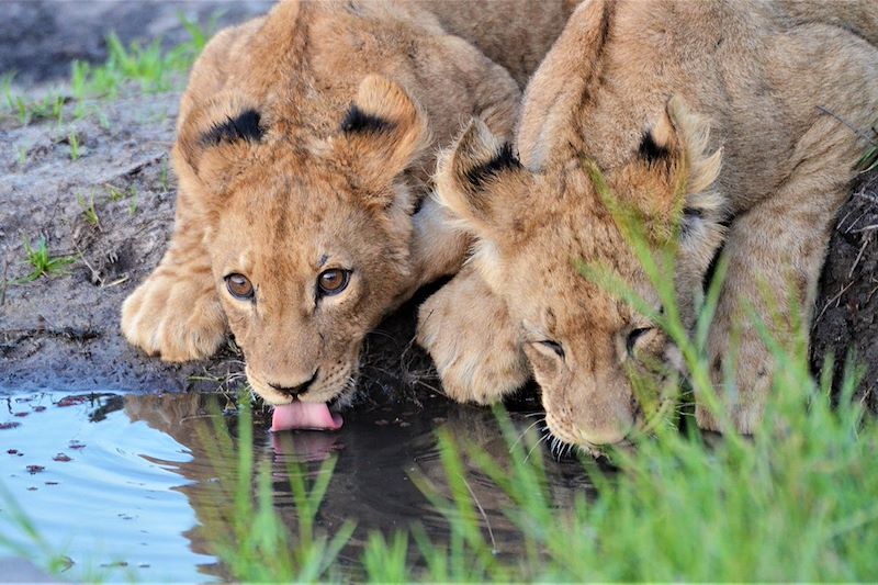 Deux lionceaux se désaltèrent dans un point d'eau