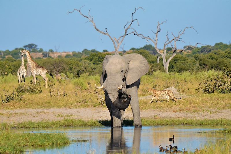 Eléphant se rafraichissant dans un point d'eau - Botswana