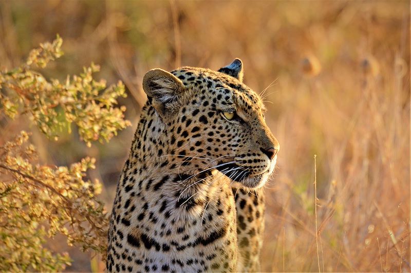 Léopard - Botswana