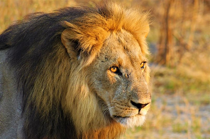 Voyage safari au Botswana en 4x4 avec guide français: Delta de l’Okavango, réserve de Moremi, Savuti et parc national de Chobe