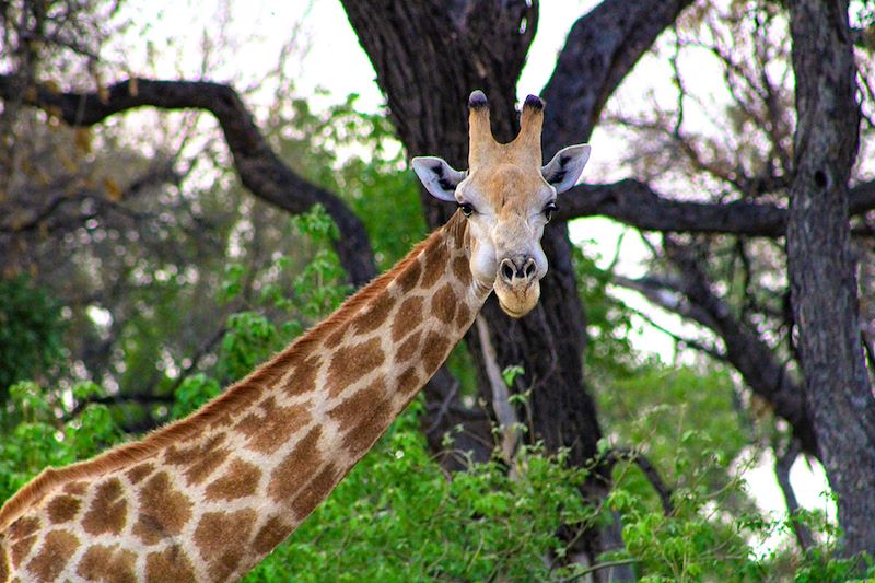 Girafe dans la Réserve de Moremi - Botswana